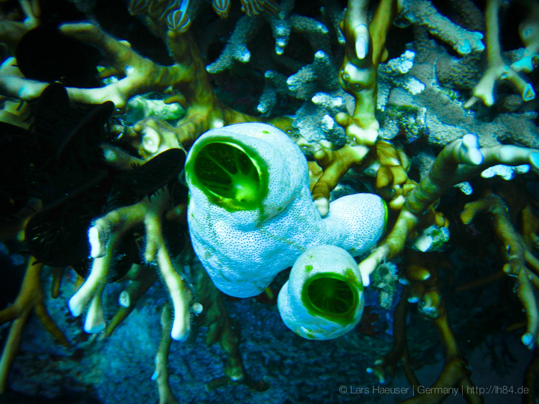 25_Bali_Indonesien_sterne_4_DSCN0146