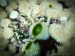 25_Bali_Indonesien_sterne_4_DSCN0154
