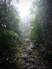 2_Cameron_Highlands_sterne_4_P1080829