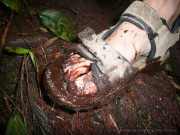 2_Cameron_Highlands_sterne_4_P1080862