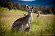 01_Canberra_ACT_sterne_4-15