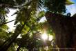 Cape Tribulation Regenwald