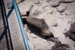 Sammy the Seelion | Esperance
