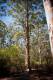 Gloucester Tree