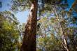 Big Tree | more than 60 meters high