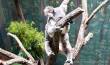 0018_GoldCoast_u_Hinterland_sterne_4-2