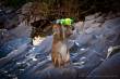 Affe trinkt aus Flasche - Halong Bay Vietnam Hanoi Cat Ba Island