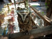 25_Java_Indonesien_sterne_4_DSCN0363