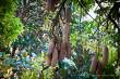 Sausage Tree (Wurstbaum :)