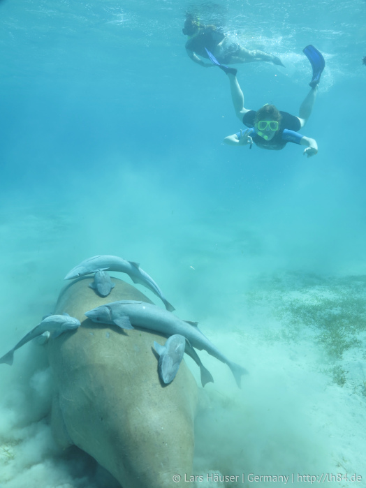Seekuh in Port Ghalib bzw. Marsa Alam, Ägypten