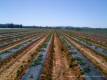 0022_Canowindra_sterne_-10