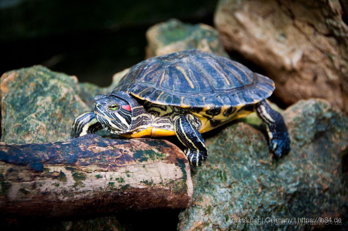 5_Ninh_Binh_sterne_4_DSC_0407