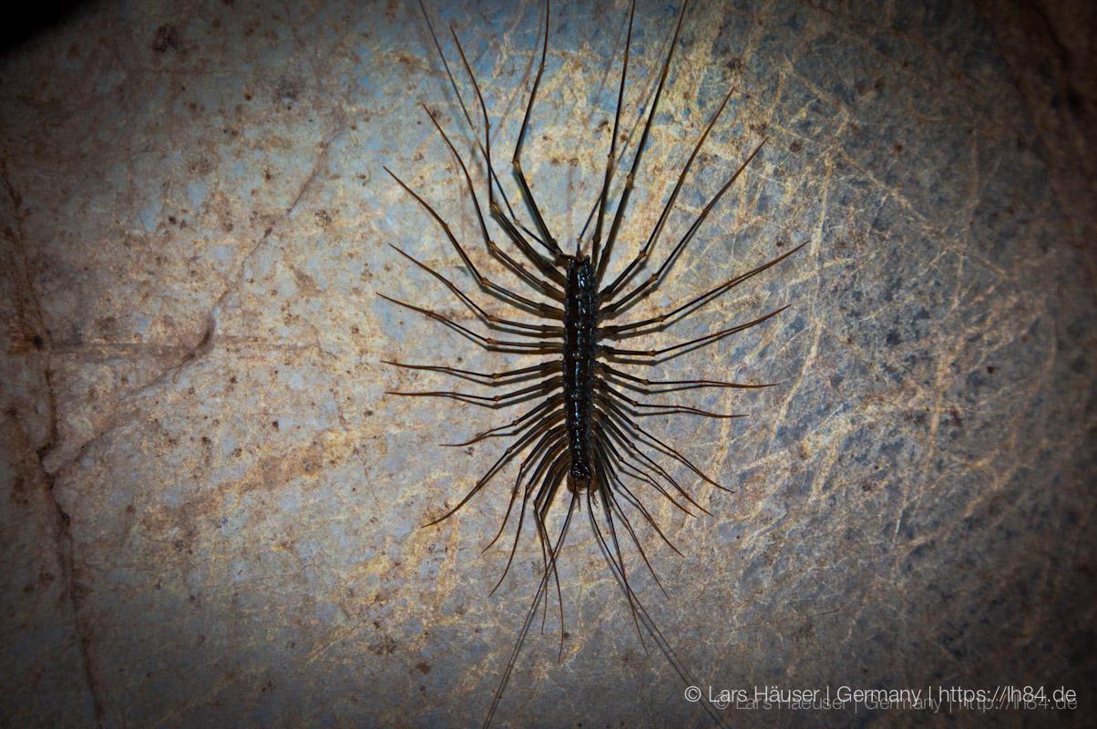 5_Ninh_Binh_sterne_4_DSC_0469