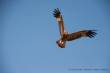 fliegender Adler