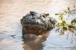 Riesenkrokodil im Adelade River