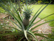 26_Sumatra_Indonesien_sterne_4_DSCN0434