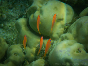 26_Sumatra_Indonesien_sterne_4_DSCN0719