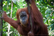 26_Sumatra_Indonesien_sterne_4_DSC_0195