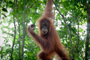 26_Sumatra_Indonesien_sterne_4_DSC_0248