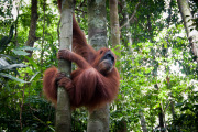 26_Sumatra_Indonesien_sterne_4_DSC_0254