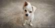 Little Snowy - Einer der drei Hunde unseres Couchsurfers