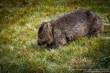 03_Westen_sterne_4-12