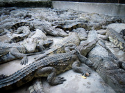 1_Saigon_sterne_4_DSCN2088