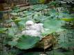 1_Saigon_sterne_4_DSCN2138